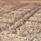 Divulgam geoglifos pré-hispânicos no Deserto do Atacama